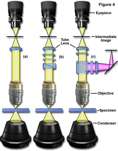 microscope ocular lens|Molecular Expressions Microscopy Primer: Anatomy .